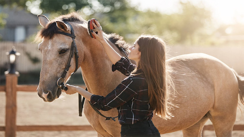 enrichment for senior horses
